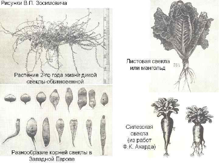 Части сахарной свеклы