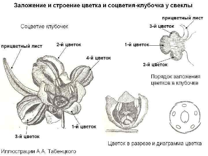 Выберите ошибочную схему взаимосвязей сахарная свекла