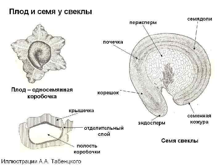 Строение сахарной свеклы