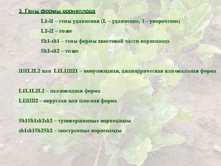 3. Гены формы корнеплода L 1 -l 1 – гены удлинения (L – удлинение,