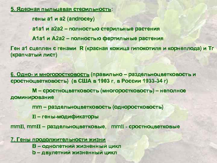 5. Ядерная пыльцевая стерильность: гены а 1 и а 2 (androcey) a 1 a