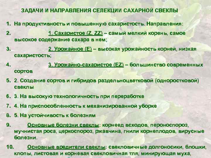 ЗАДАЧИ И НАПРАВЛЕНИЯ СЕЛЕКЦИИ САХАРНОЙ СВЕКЛЫ 1. На продуктивность и повышенную сахаристость. Направления: 2.