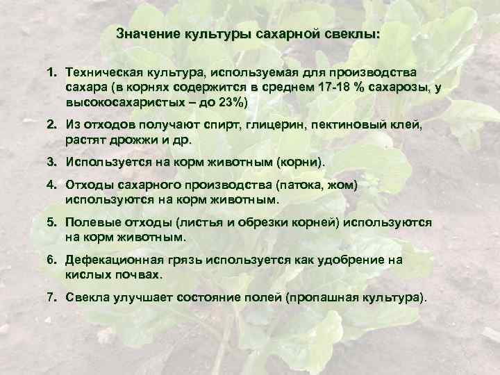 Культурное значение