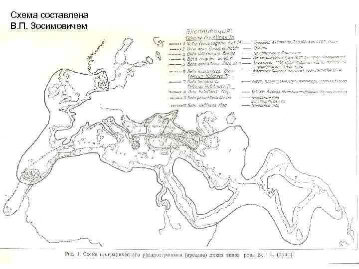 Схема составлена В. П. Зосимовичем 
