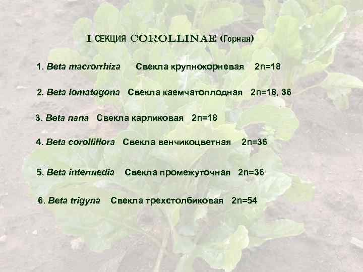 I СЕКЦИЯ Corollinae (Горная) 1. Beta macrorrhiza Свекла крупнокорневая 2 n=18 2. Beta lomatogona