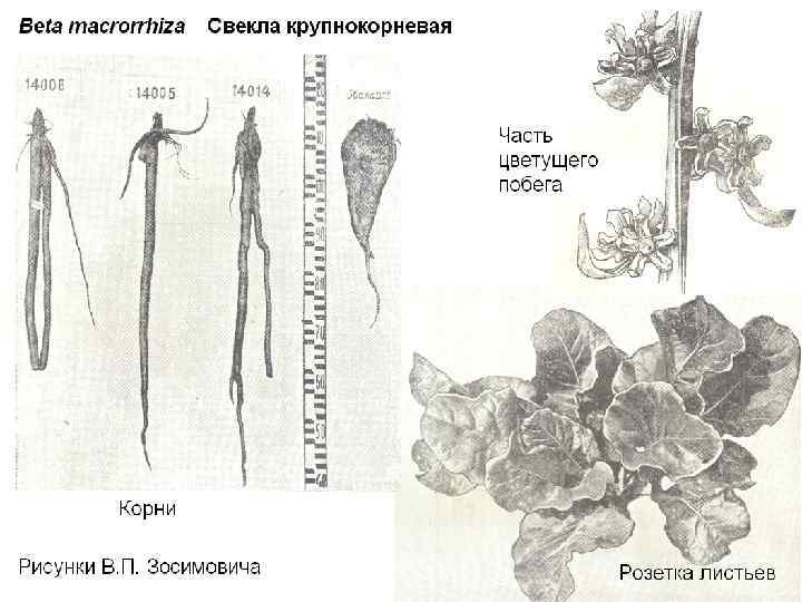 Сахарная свекла на карте. Корнеед сахарной свеклы возбудитель картинка карандашом.