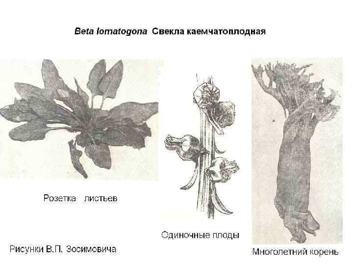 Селекционер сахарной свеклы