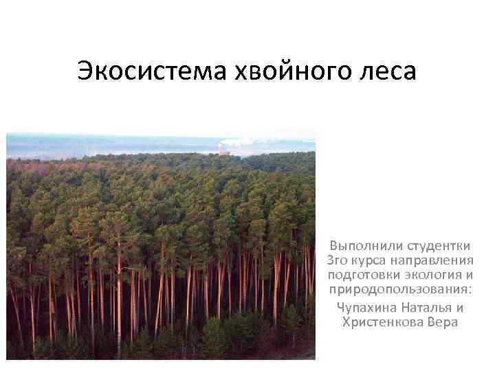 Особенности хвойного леса. Структура лес экосистема. Экосистема лиственного леса. Экосистема хвойного леса. Экосистема леса презентация.