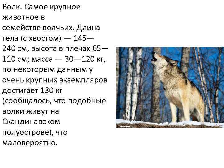 Волк. Самое крупное животное в семействе волчьих. Длина тела (с хвостом) — 145— 240