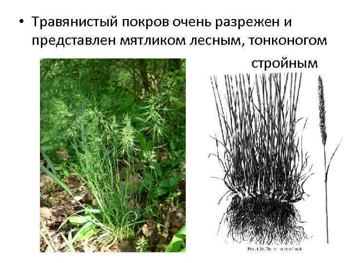  • Травянистый покров очень разрежен и представлен мятликом лесным, тонконогом стройным 