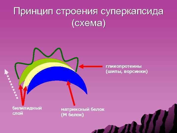 Принцип строения суперкапсида (схема) гликопротеины (шипы, ворсинки) билипидный слой матриксный белок (М белок) 