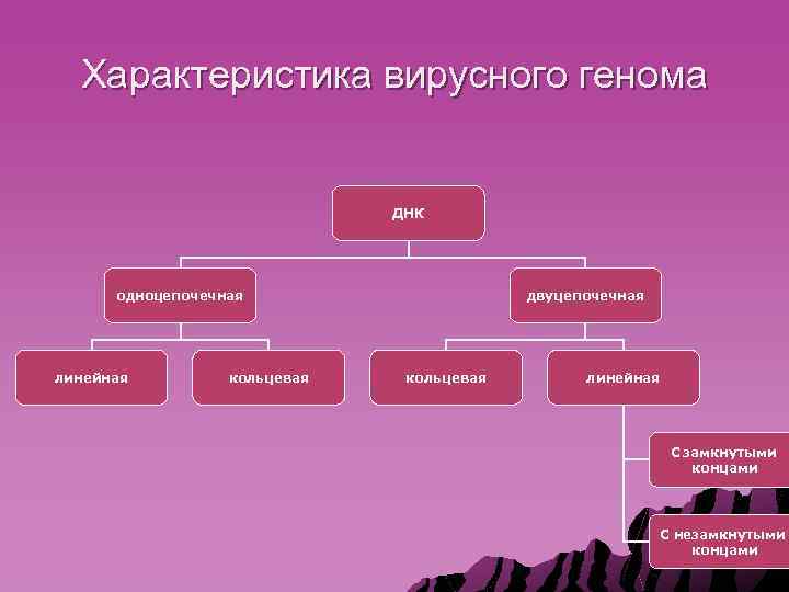 Характеристика вирусного генома ДНК одноцепочечная линейная кольцевая двуцепочечная кольцевая линейная С замкнутыми концами С