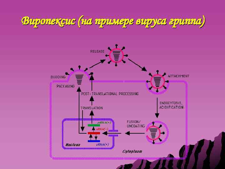 Виропексис (на примере вируса гриппа) 