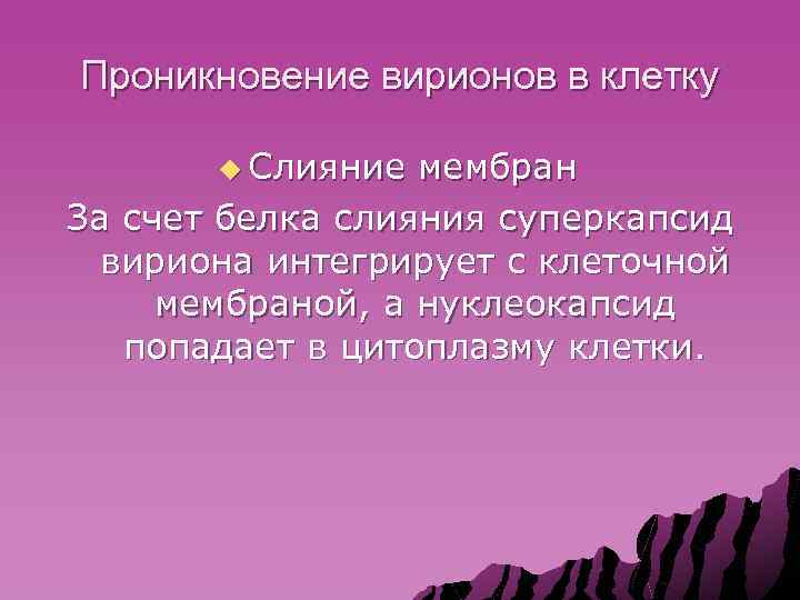 Проникновение вирионов в клетку u Слияние мембран За счет белка слияния суперкапсид вириона интегрирует