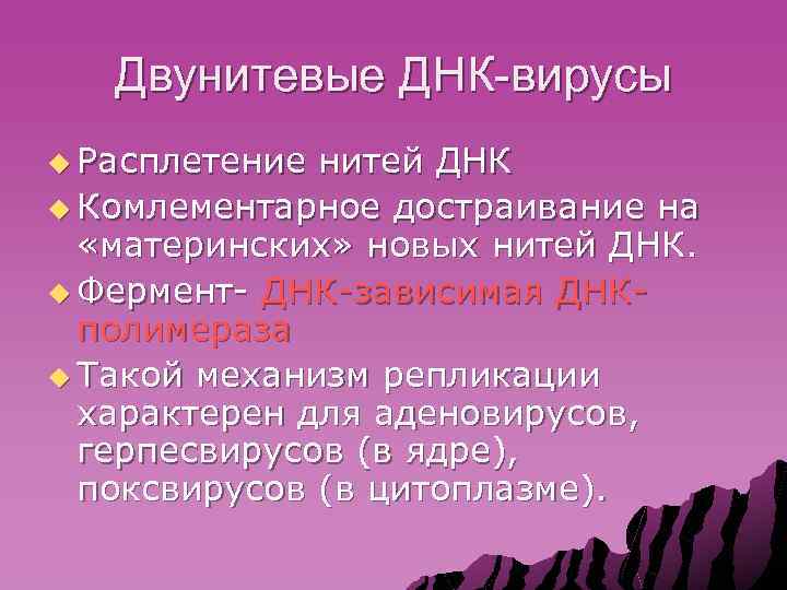 Двунитевые ДНК-вирусы u Расплетение нитей ДНК u Комлементарное достраивание на «материнских» новых нитей ДНК.