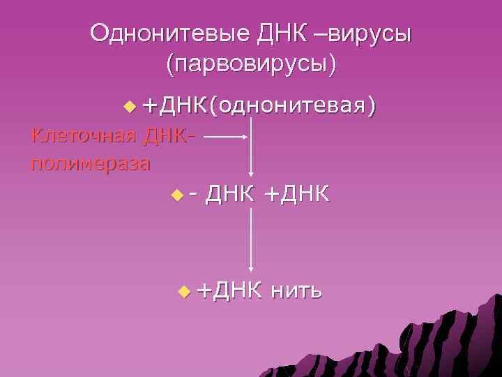 Однонитевые ДНК –вирусы (парвовирусы) u +ДНК(однонитевая) Клеточная ДНКполимераза u- ДНК +ДНК u +ДНК нить