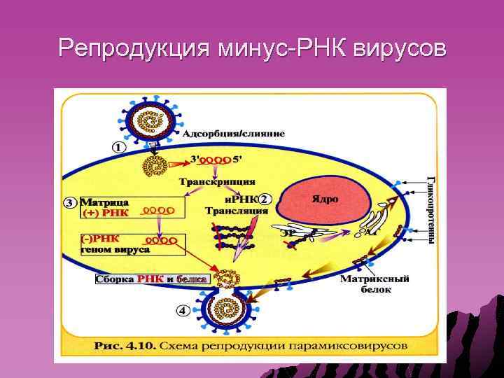 Минус рнк вирусы. Схема репродукции РНК вирусов. Репликация РНК вирусов схема. Схема репродукции вируса иммунодефицита человека. Репродукция двунитевых РНК вирусов.