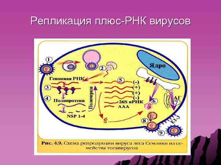 Схема репродукции герпесвируса