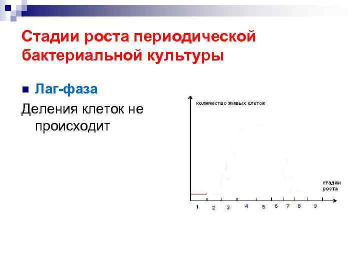 Стадии роста периодической бактериальной культуры Лаг-фаза Деления клеток не происходит n 