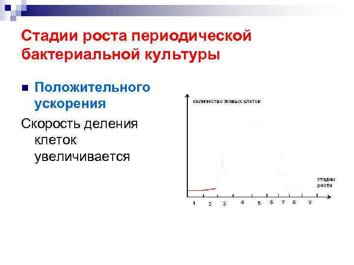 Стадии роста периодической бактериальной культуры Положительного ускорения Скорость деления клеток увеличивается n 