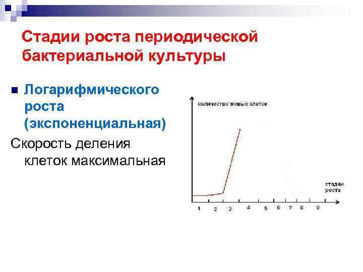 Стадии роста периодической бактериальной культуры Логарифмического роста (экспоненциальная) Скорость деления клеток максимальная n 