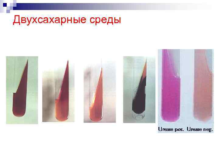 Двухсахарные среды 