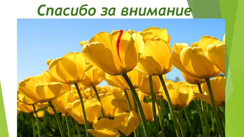 Спасибо за внимание 