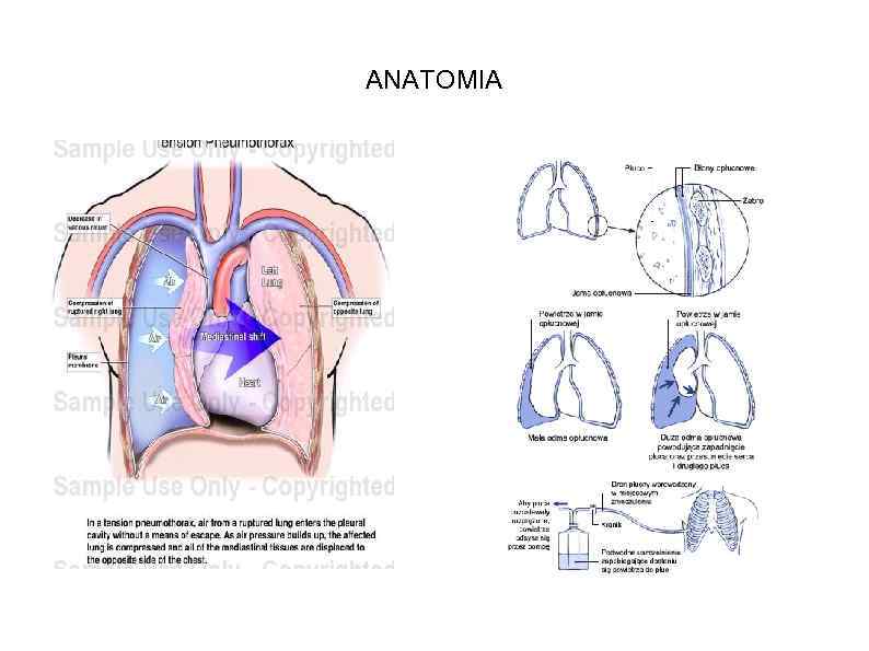 ANATOMIA 