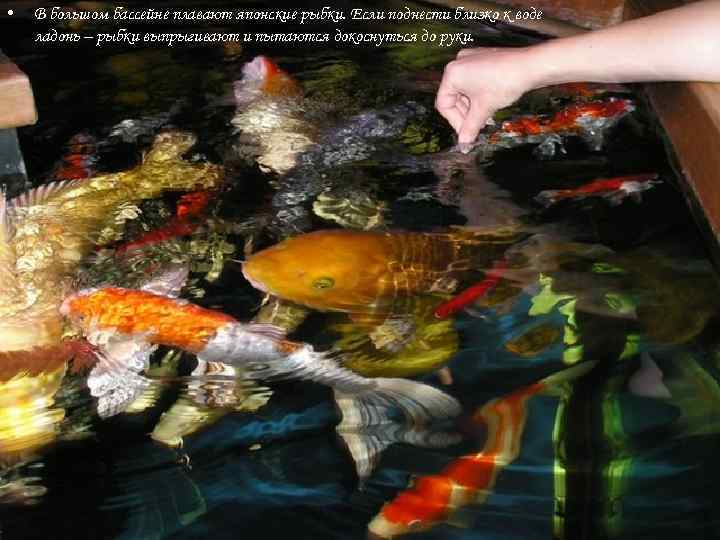  • В большом бассейне плавают японские рыбки. Если поднести близко к воде ладонь