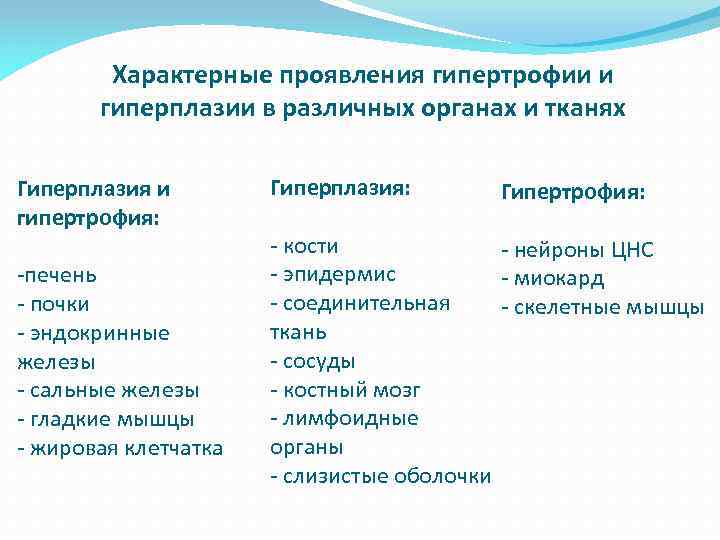 Характерные проявления гипертрофии и гиперплазии в различных органах и тканях Гиперплазия и гипертрофия: печень