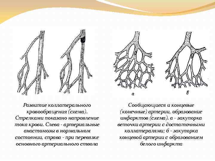 Коллатеральное кровообращение схема