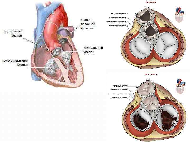Митральный двухстворчатый. Митральный клапан двустворчатый. Двустворчатый аортальный клапан на кт. Клапан легочной артерии. Клапан легочного ствола анатомия.