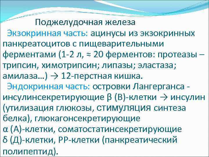  Поджелудочная железа Экзокринная часть: ацинусы из экзокринных панкреатоцитов с пищеварительными ферментами (1 -2