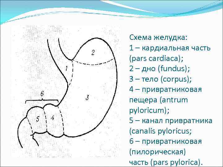 Схема желудка: 1 – кардиальная часть (pars cardiaca); 2 – дно (fundus); 3 –