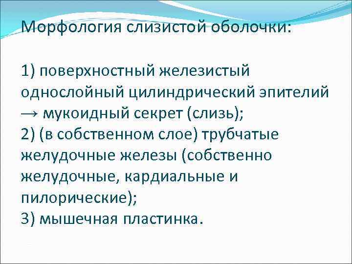 Морфология слизистой оболочки: 1) поверхностный железистый однослойный цилиндрический эпителий → мукоидный секрет (слизь); 2)