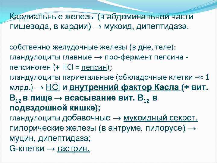 Кардиальные железы (в абдоминальной части пищевода, в кардии) → мукоид, дипептидаза. собственно желудочные железы