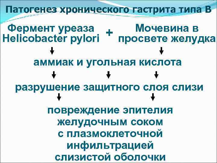 Патогенез хронического гастрита типа В Фермент уреаза Нelicobacter pylori + Мочевина в просвете желудка