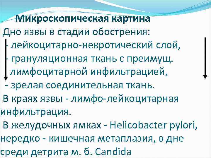  Микроскопическая картина Дно язвы в стадии обострения: - лейкоцитарно-некротический слой, - грануляционная ткань