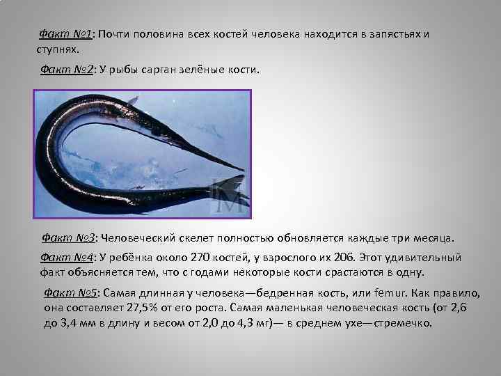 Факт № 1: Почти половина всех костей человека находится в запястьях и ступнях. Факт