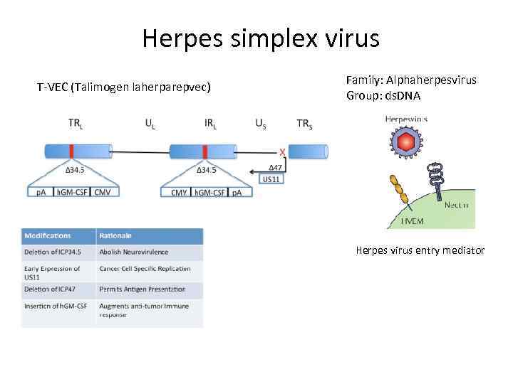 Herpes simplex virus T-VEC (Talimogen laherparepvec) Family: Alphaherpesvirus Group: ds. DNA Herpes virus entry