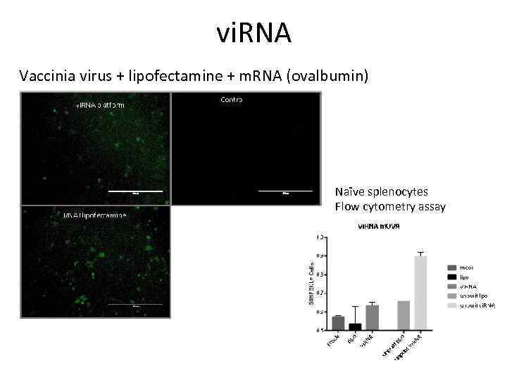 vi. RNA Vaccinia virus + lipofectamine + m. RNA (ovalbumin) Naïve splenocytes Flow cytometry