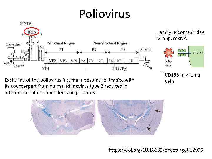 Poliovirus Family: Picornaviridae Group: ss. RNA Exchange of the poliovirus internal ribosomal entry site