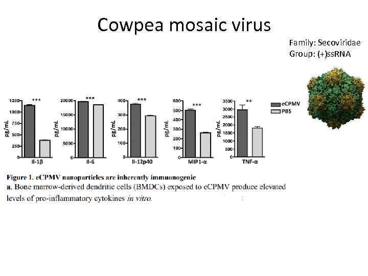 Cowpea mosaic virus Family: Secoviridae Group: (+)ss. RNA 