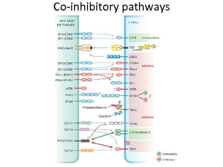 Co-inhibitory pathways 