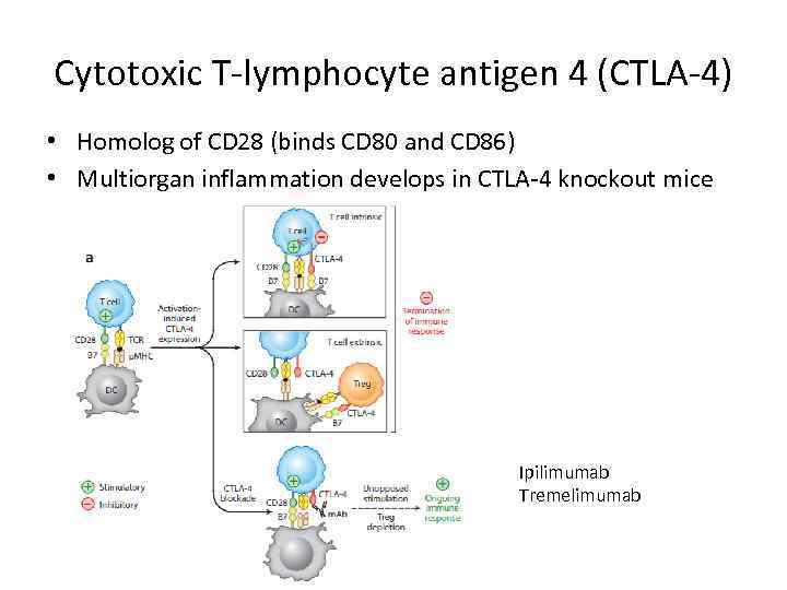 Cytotoxic T-lymphocyte antigen 4 (CTLA-4) • Homolog of CD 28 (binds CD 80 and