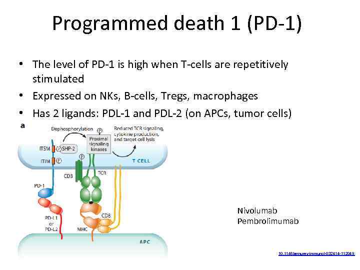 Programmed death 1 (PD-1) • The level of PD-1 is high when T-cells are