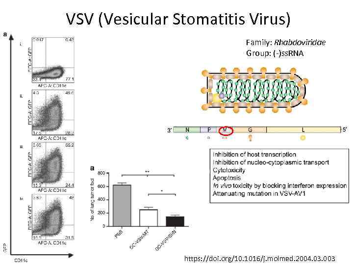 VSV (Vesicular Stomatitis Virus) Family: Rhabdoviridae Group: (-)ss. RNA https: //doi. org/10. 1016/j. molmed.