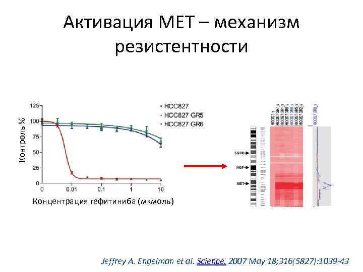 Контроль % Активация МЕТ – механизм резистентности Концентрация гефитиниба (мкмоль) Jeffrey A. Engelman et