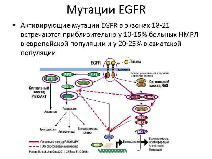 Мутации EGFR • Активирующие мутации EGFR в экзонах 18 -21 встречаются приблизительно у 10