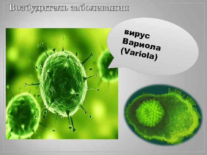 Возбудитель заболевания вирус Вари ола (Vario la) 